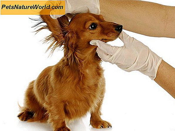 Dog Ear Cleaning Stap voor stap