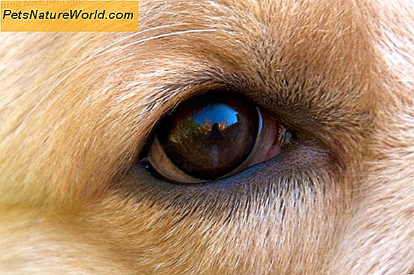 Canine Eye Wratten: hoe ze te identificeren