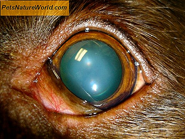 Canine Nuclear Sclerose / Cataract-diagnose