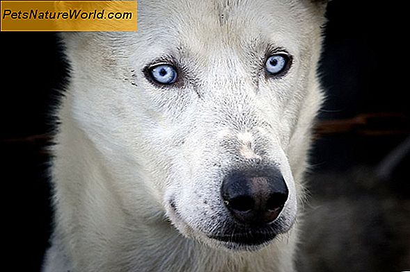 Canine Vision: hoe uw hond de wereld ziet
