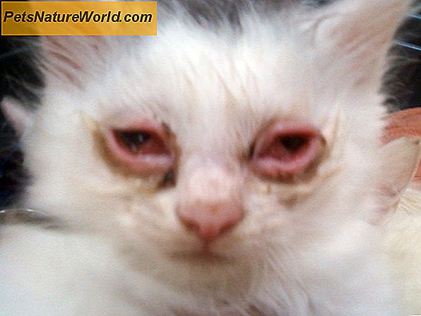 Cat Eye Infection Diagnose