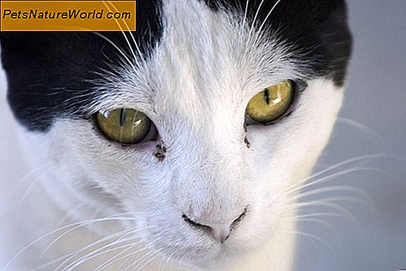 Cat Tear Duct blokavimas kačiukuose