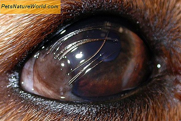 Frittstående retina i hunder