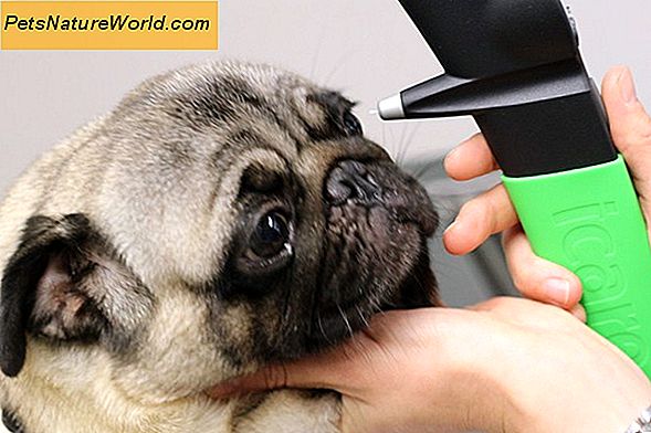 Hond Glaucoom Medicatie