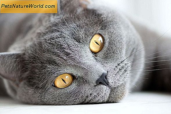 Is Cat Pink Eye besmettelijk?