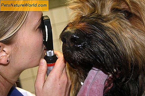 Symptomen van glaucoom bij honden