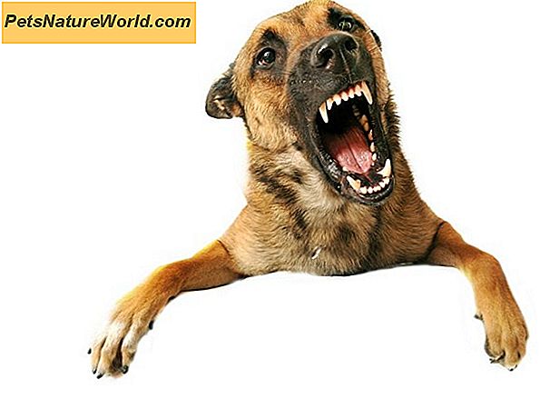 Cynophobia: Baimė dėl šunų