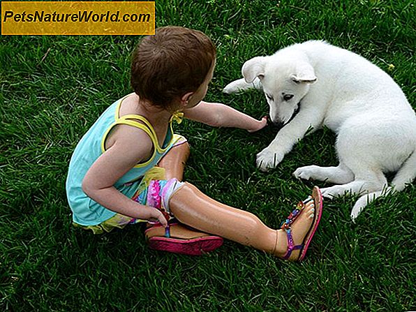 Moet een kind een puppy verzorgen?