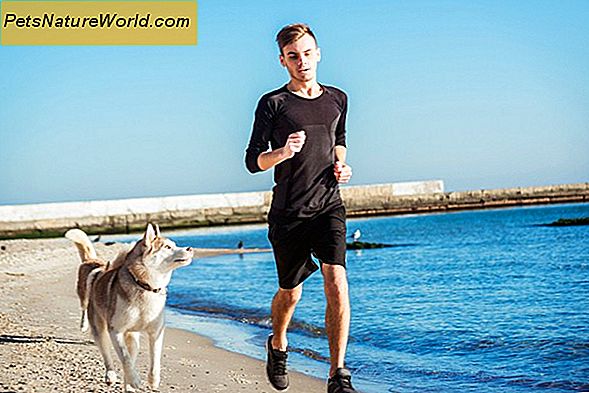 Tips voor hardlopen met honden