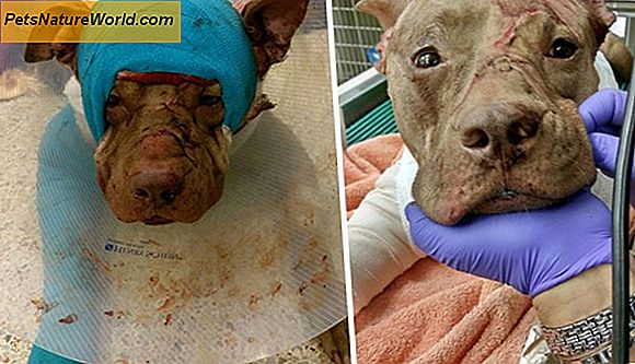 Een hondenpoot blessure behandelen