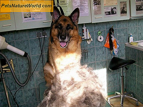 Vlooienbehandeling voor honden met een gevoelige huid