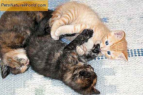 Vlooienbehandeling voor kittens: een inleiding