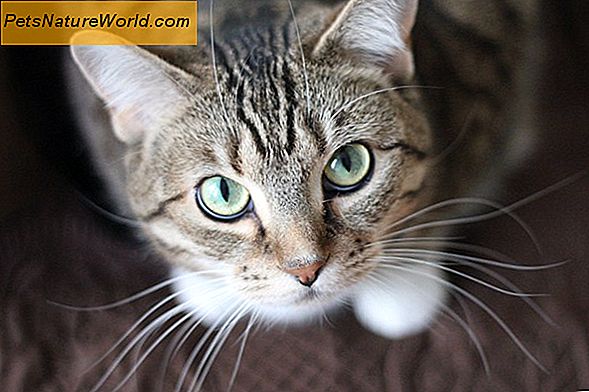 Excessive Cat Gooming: hoe te voorkomen dat katten zichzelf verzorgen