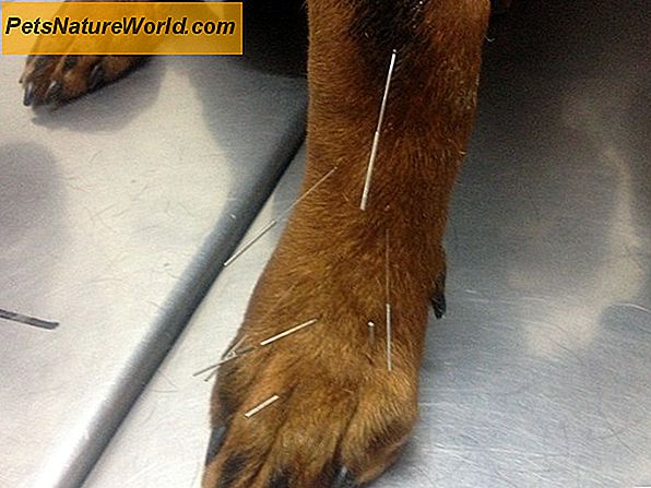 Behandeling van gewrichtspijnen bij honden met Adequan Canine-injecties