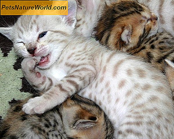 Bengal Cat helseproblemer