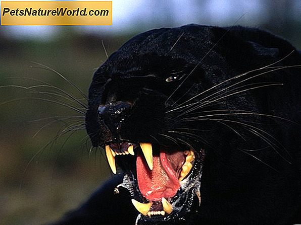 Zwarte schimmelvergiftiging bij katten