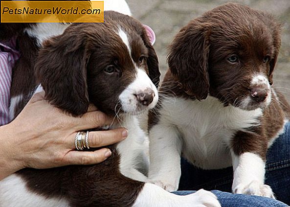 Honden- en puppygedrag Verschillen in hondenveroudering
