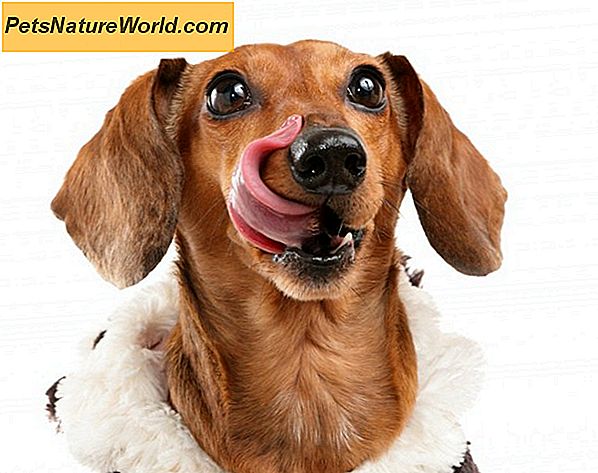 Waarom Dog Dental Health belangrijk is