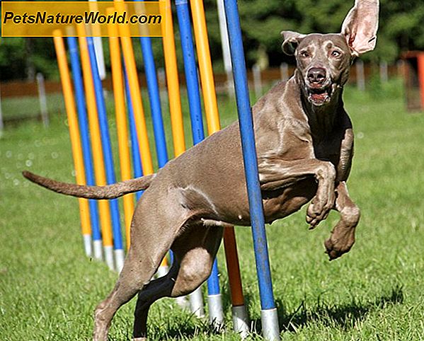 Is Canine Agility Training veilig?