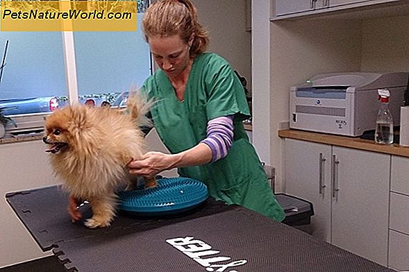 Fysiotherapie voor een gewonde hond