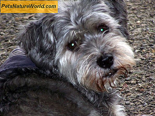 Detectie van Cushing-ziekte bij honden door bloedtesten