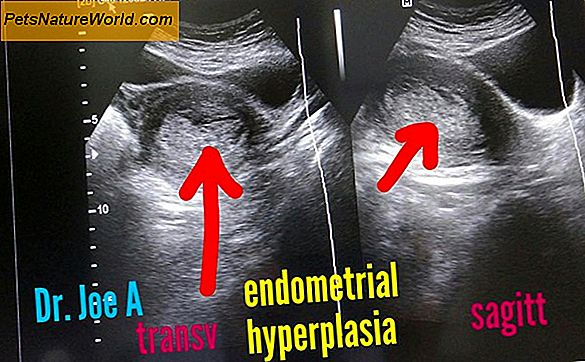 Cystisk endometrial hyperplasi hos hunder