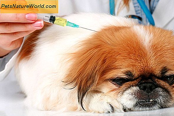 Dog Illness Symptomer som forårsaker risting