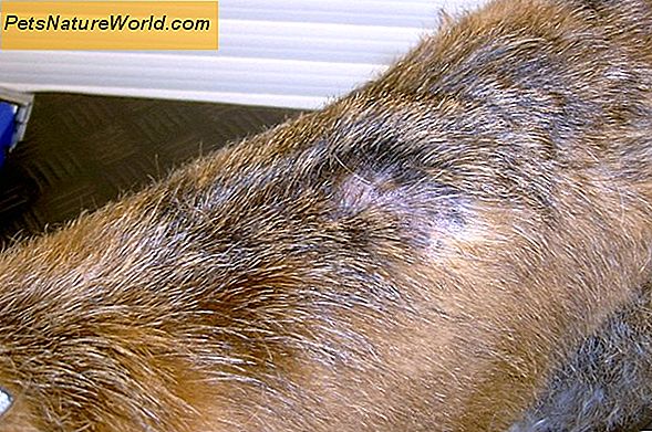 Behandeling van malassezia dermatitis bij honden met ketaconazol