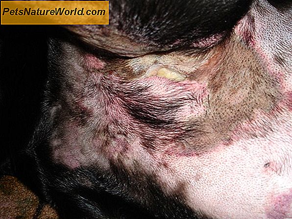 Is Canine Staph Infection besmettelijk?