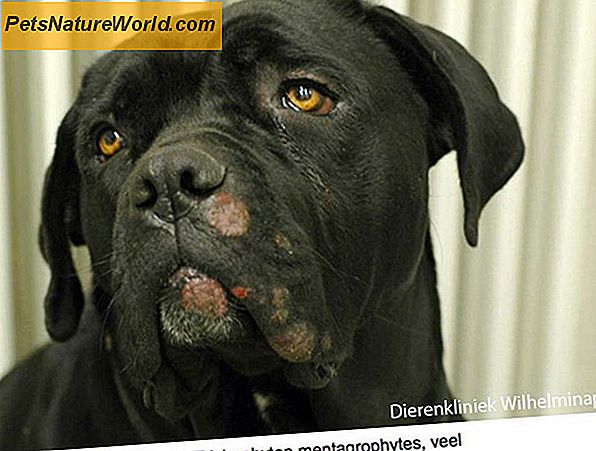 Symptomen van schimmelinfecties bij honden