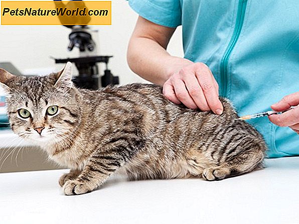Behandlung von Ringworm bei Katzen mit Griseofulvin