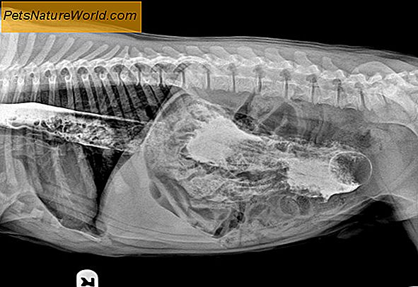 Cat X-Ray-methoden onderzocht