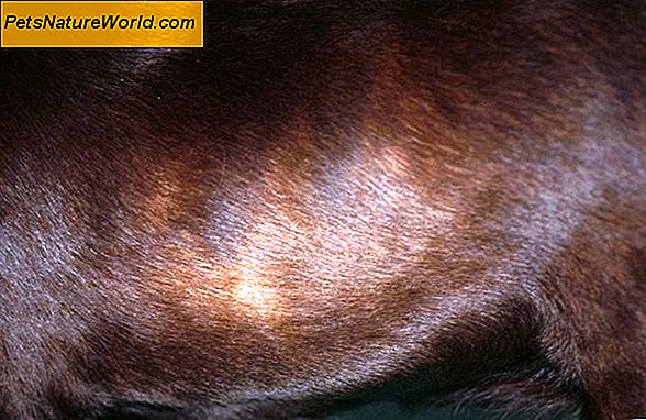 Feline inflammatoire darmaandoeningen Behandeling met Budesonide