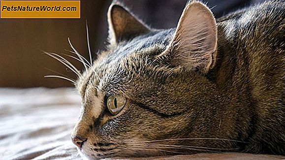 Behandle kattforstoppelse med cisaprid