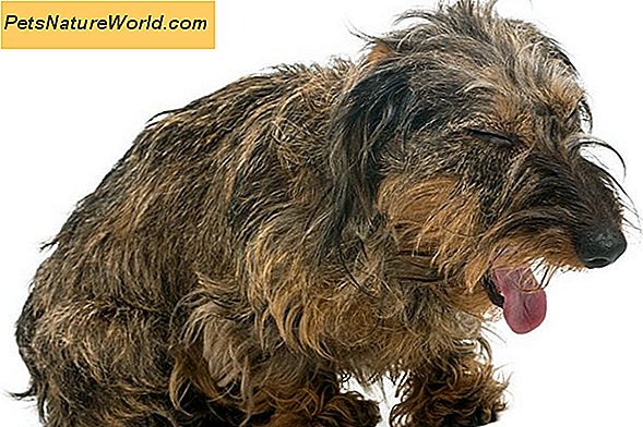 Behandeling van bloedarmoede bij honden met Winstrol