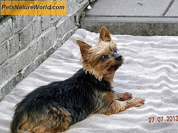 Behandeling van de ziekte van Canine Cushing met Vetoryl voor honden