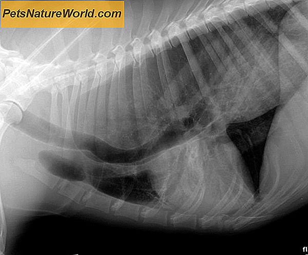 Canine Myasthenia Gravis-diagnose