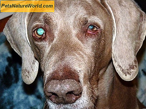 Hornersyndroom bij honden