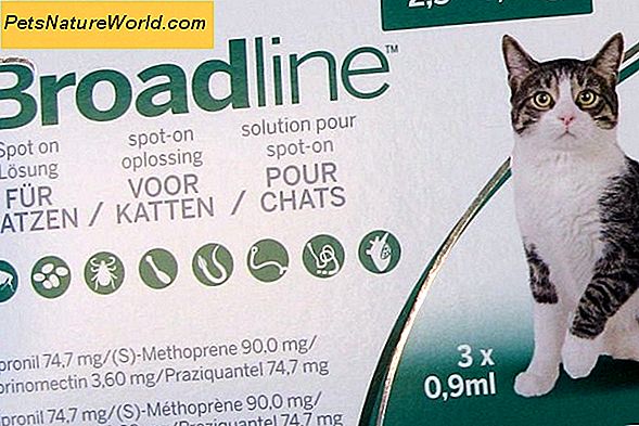Vlooien- en tekenbehandeling met Frontline Plus voor katten