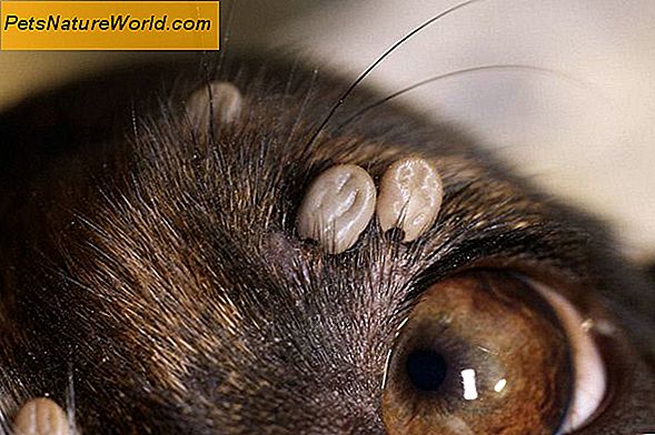Behandling av lopper på kattens ører