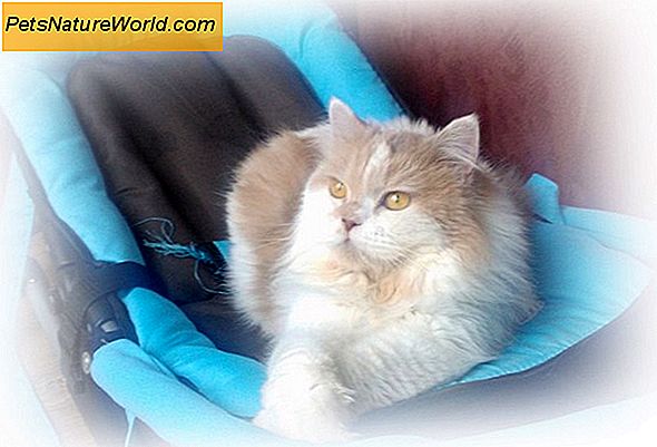 Behandling av kronisk diaré hos katter med tylosin