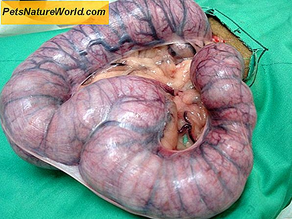 Canine Pyometra: Uterus infektion hos hunde