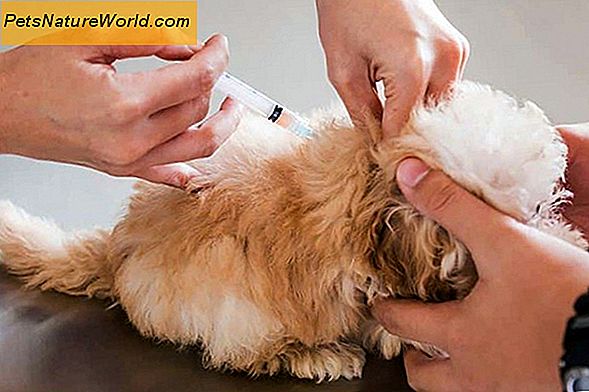 Canine Infectieuze tracheobronchitis