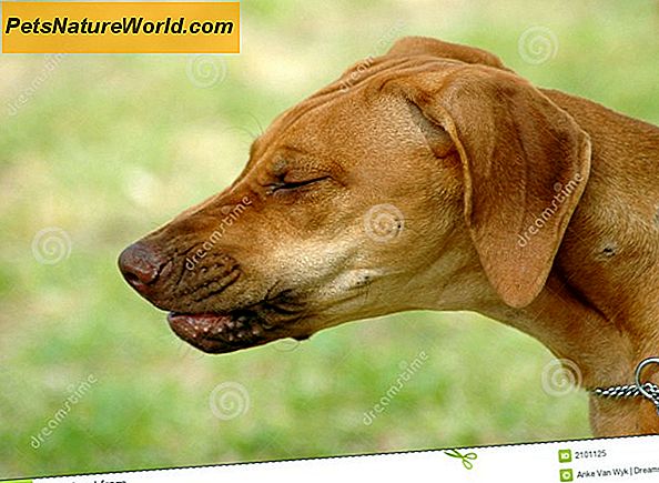 Hond niezen verklaard