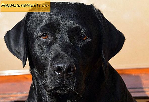 Is kennelhoest bij honden besmettelijk?