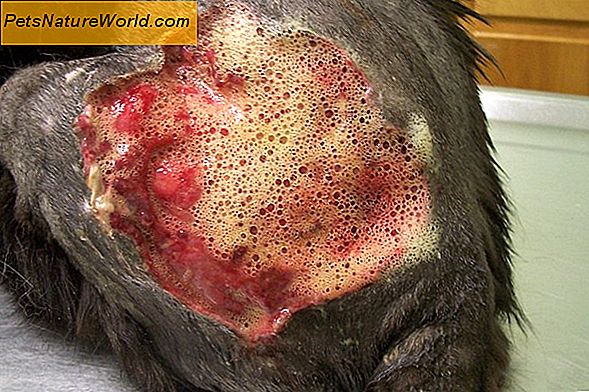 Cat Skin Wound Genezing en behandeling
