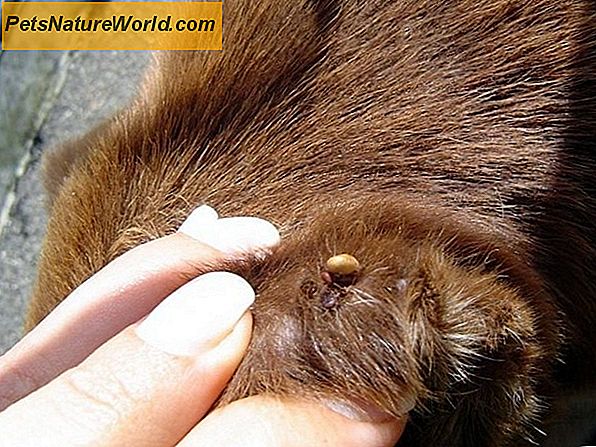 Tips om de huid van de hond te behandelen