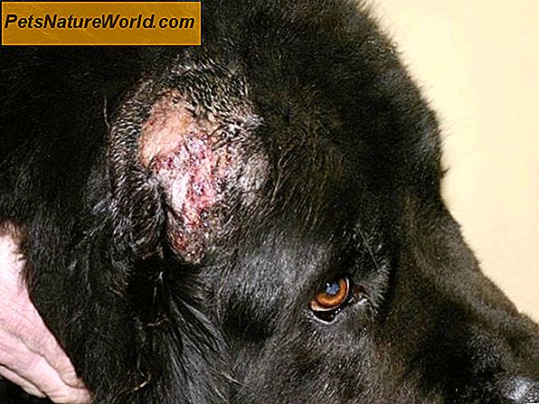 Pyotraumatische dermatitis bij honden