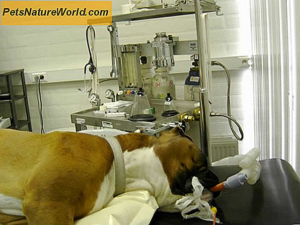 Anestesierisiko hos hunder
