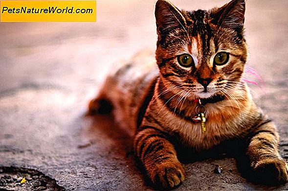 Kočka Rabie vakcína: Co potřebujete vědět